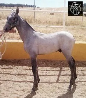 Dédalo, hijo de Bevatrón de Yeguada Miliatar y Mona XVII nieta de Remache de Yeguada Militar